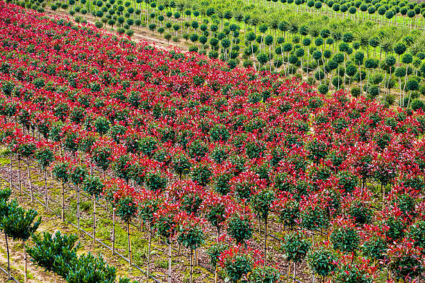 Filari di vivai colorati nella pianura toscana