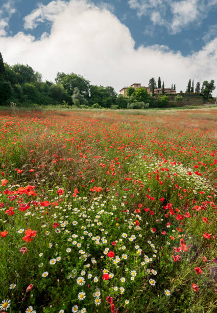 Campo fiorito nella campagna della Valdinievole